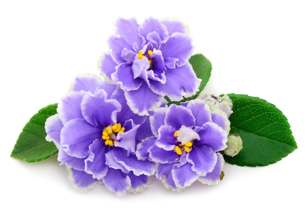 Violetas lindas flores