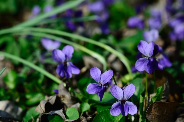 Violetas moradas