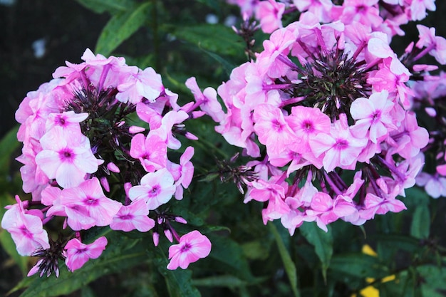 Violetas rosas escondidas a la sombra de los árboles.