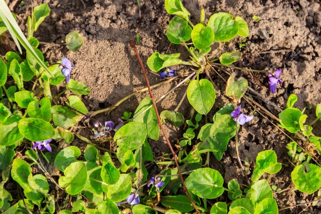 Violetas selvagens em um prado na primavera