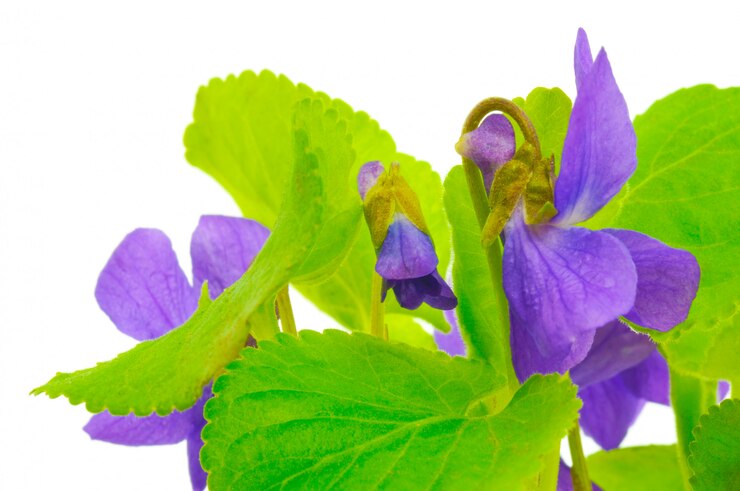 Foto violetas