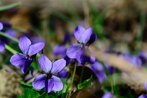 Violett im Wald