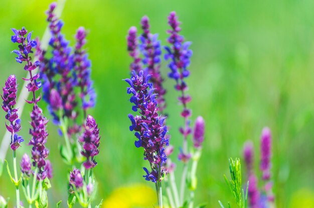 Violettblaue Blumenkräuter auf dem Feld