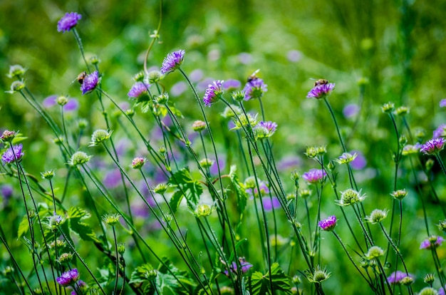 Violettblaue Blumenkräuter auf dem Feld