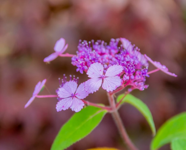 Violettblume in der Nähe