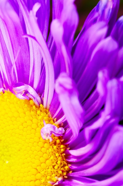 Violette Aster Blume Nahaufnahme Foto