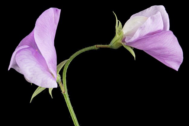 Violette Blüte der Edelwicke isoliert auf schwarzem Hintergrund