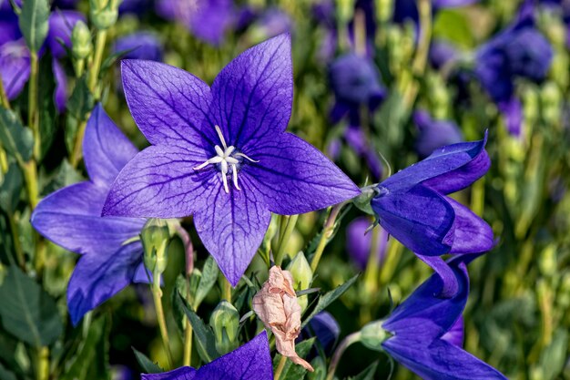 Violette Blüte, weißer Stempel