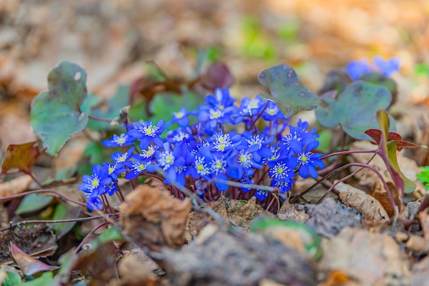 Violette Blüten im zeitigen Frühjahr. Kreatives Kunstkonzept des Frühlings.