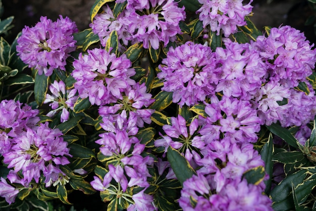 Violette Blüten mit grünen Blättern