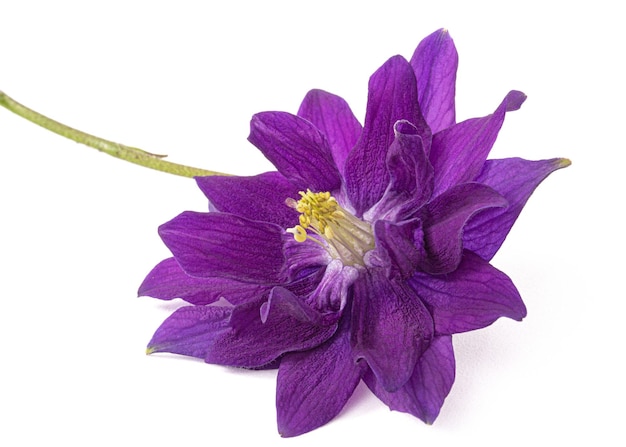 Violette Blume der Aquilegia-Blüte des Einzugsgebiets, Nahaufnahme, isoliert auf weißem Hintergrund