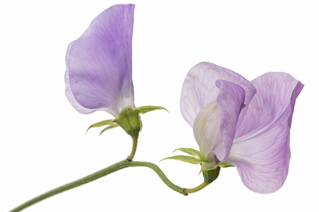 Violette Blume der Edelwicke isoliert auf weißem Hintergrund