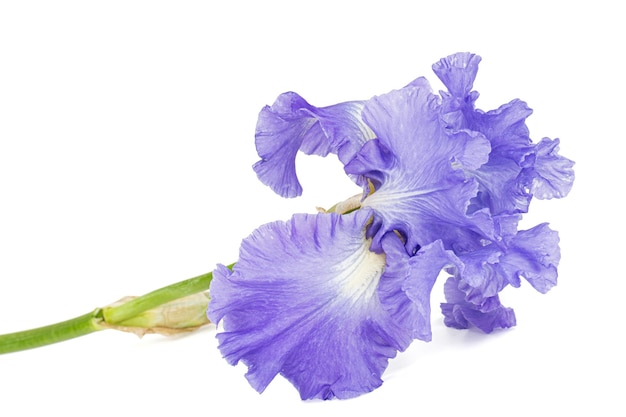 Violette Blume der Iris isoliert auf weißem Hintergrund