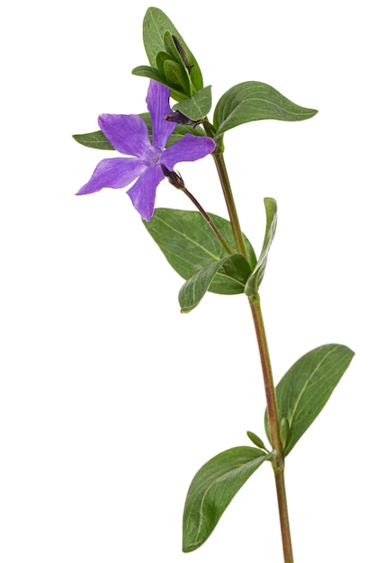 Violette Blume des Immergrüns Lat Vinca isoliert auf weißem Hintergrund