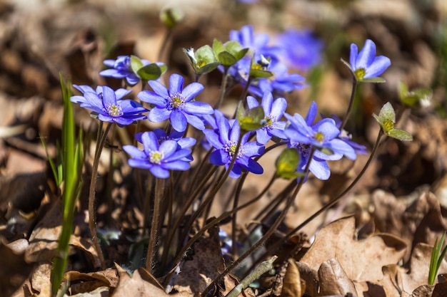 Violette Blume oder Hepatica Nobilis blühen im frühen Frühling