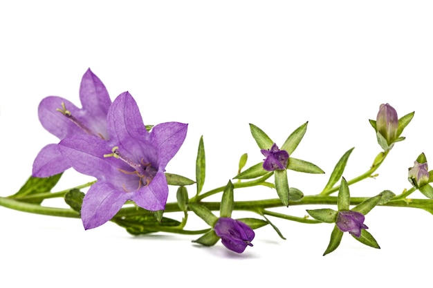 Violette Blume von Campanula isoliert auf weißem Hintergrund