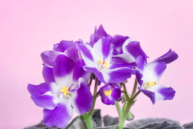 Violette Blumen auf rosa Hintergrund