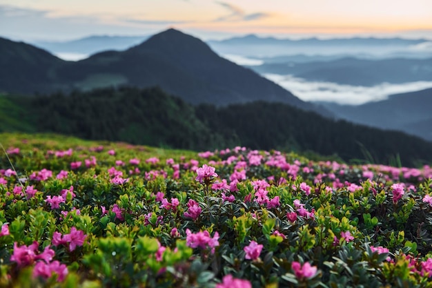 Violette Blumen blühen Majestätische Karpaten Wunderschöne Landschaft unberührter Natur