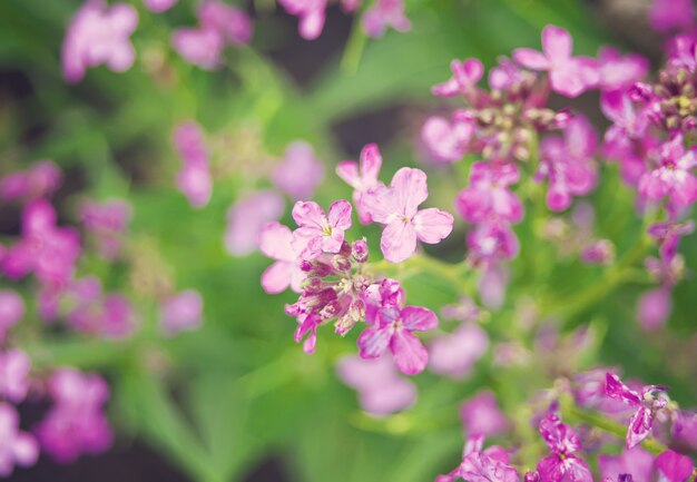 Violette Blumen in einem Garten unter Sonnenlicht am Morgen