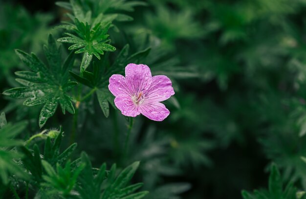 Violette Blumen mit Regentropfen im Sommergarten.