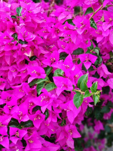 Violette Bougainvillea-Blume. Helle gesättigte Farbe hautnah.