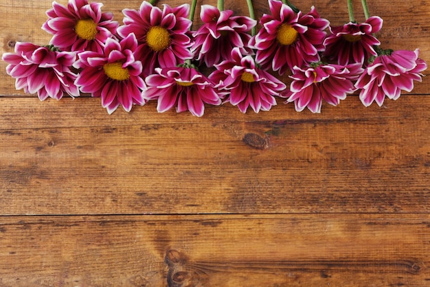 Violette Chrysantheme auf Holztisch