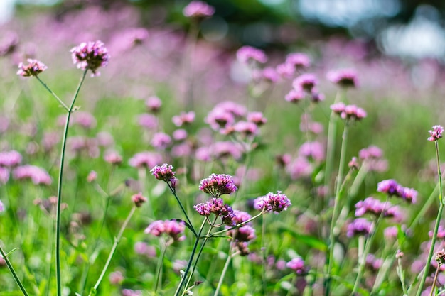 Violette Eisenkrautblüten