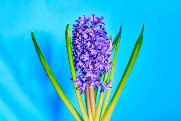 Violette frisch blühende Blumenhyazinthe