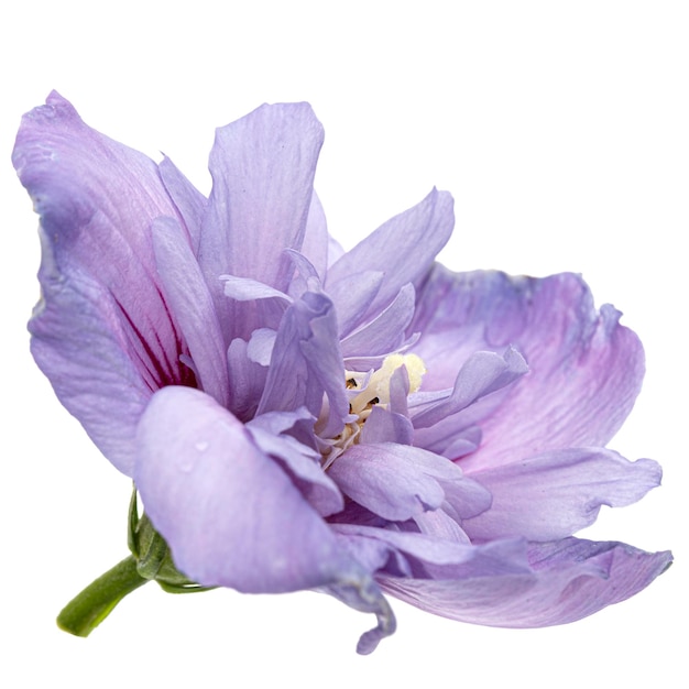 Violette Hibiskusblüte isoliert auf weißem Hintergrund