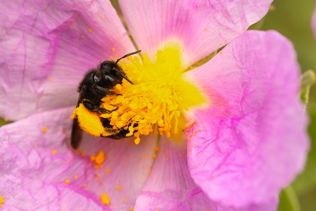 Violette Holzbiene Xylocopa Violacea Malaga Spanien