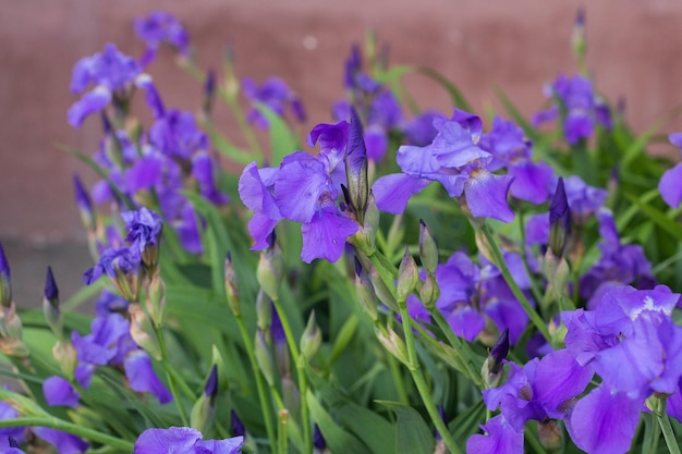 Violette Iris blüht auf einem Blumenbeet im Park