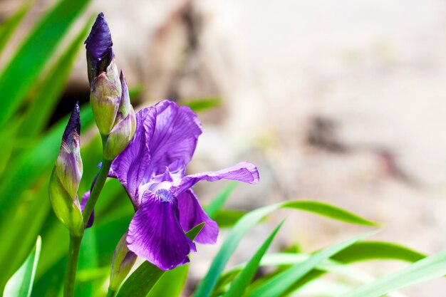 Violette Irisblumen-Nahaufnahme auf grünem Garten