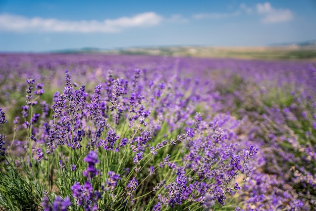 Violette Lavendelblüten im großen Feld am sonnigen Tag