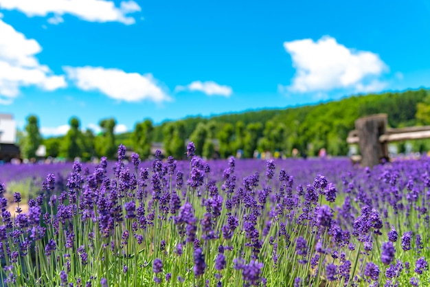 Violette Lavendelblumenfeld im Sommer an einem sonnigen Tag mit weichem Fokus verschwimmen natürlicher Hintergrund