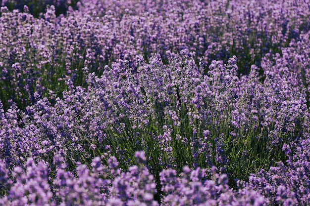 Violette Lavendelbüsche am sonnigen Sommertag