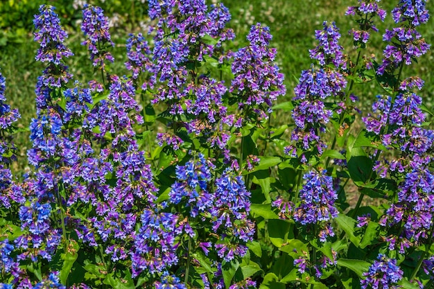 Violette, lila Blumen blühen im Garten