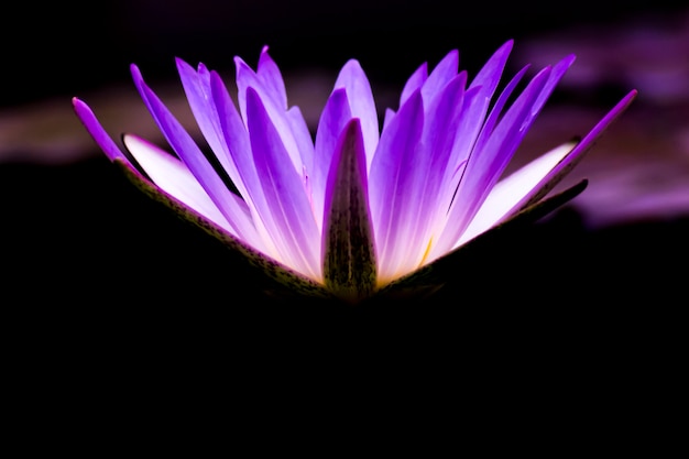 Violette Lotusblume hautnah. Lila Blume, Nahaufnahme, Blütenblätter. Symbolische Bedeutungen des Lotus im Buddhismus.