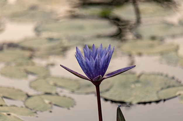 Violette Lotusblumen im Teich