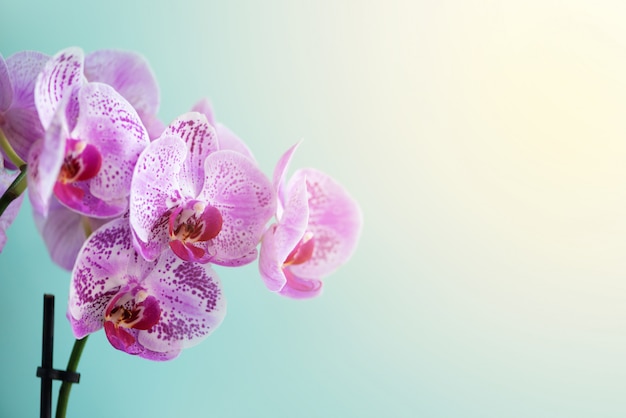 Violette Orchidee auf blauem Hintergrund