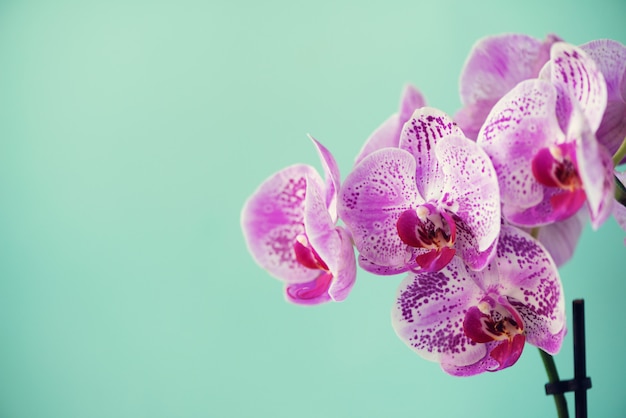 Violette Orchidee auf blauem Hintergrund