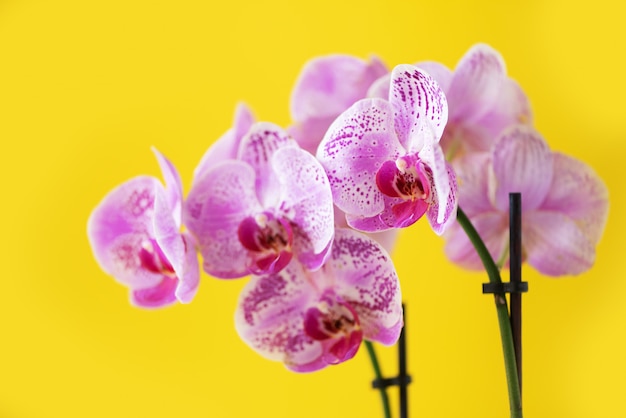 Violette Orchidee auf blauem Hintergrund