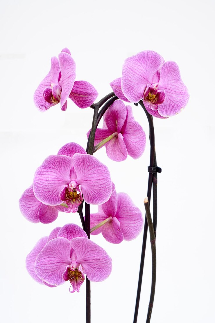 Foto violette orchidee in nahaufnahme auf einem weißen, isolierten hintergrund