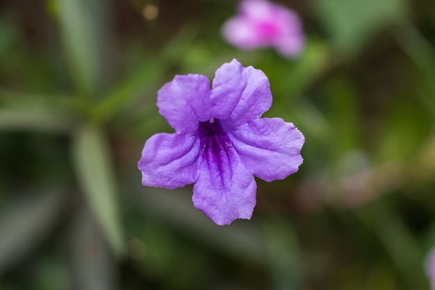 Violette purpurrote Blume Ruellia Tuberose (Acanthaceae) der Nahaufnahme in der Sonne