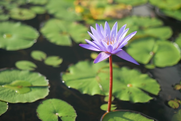 violette Seerose oder Lotusblume