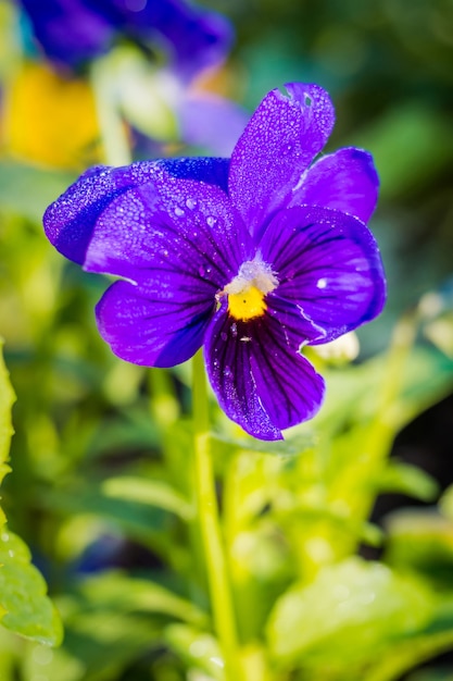 Violette Stiefmütterchenblume