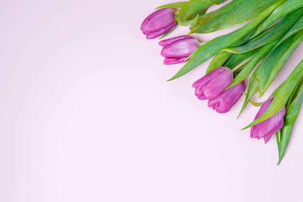 Violette Tulpen auf rosafarbenem Hintergrund Frühlingskonzept Ansicht von oben flach liegend kopieren