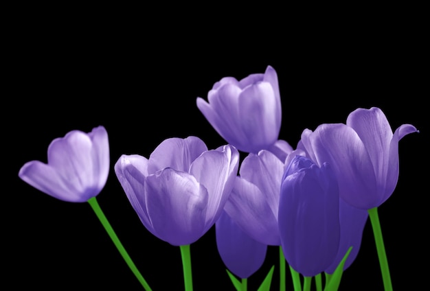 Violette Tulpen lokalisiert auf einem schwarzen Hintergrund