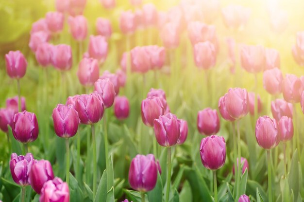 Violette Tulpenblumen