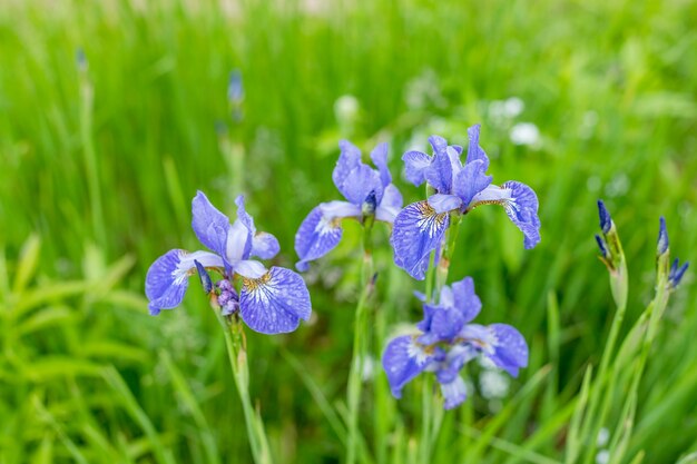 Violette und blaue Iris blüht Nahaufnahme auf grünem Gartenhintergrund. Sonniger Tag. Bunte Blume der blühenden Iris in den Gruppen und einzeln in den Strahlen der untergehenden Sonne im Freien im Sommer