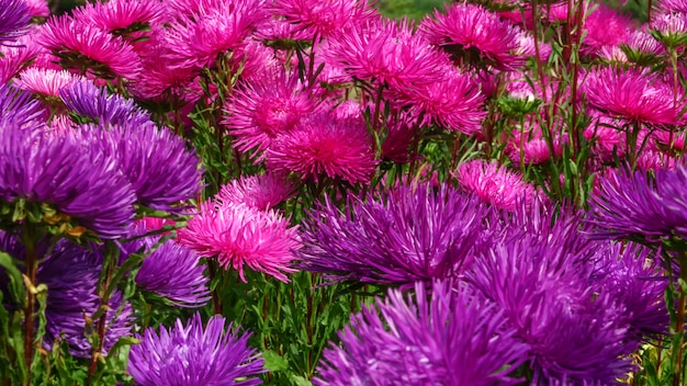 Violette und rote Gartenastern